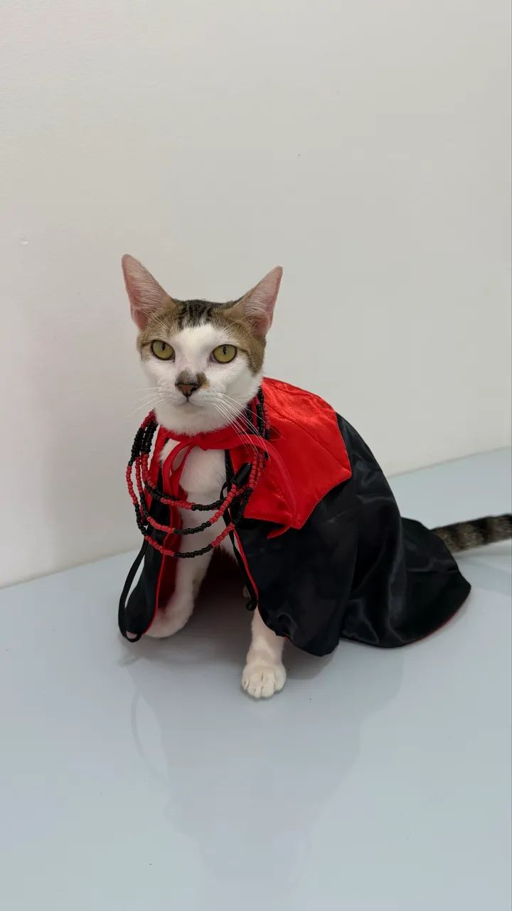 Fantasia Halloween para Pets
