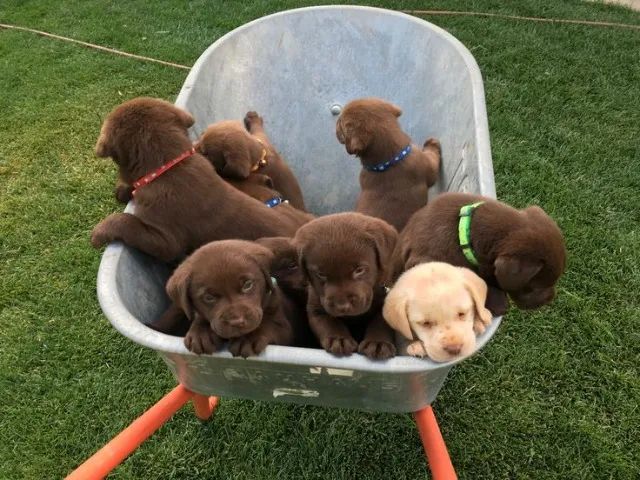 labradores dourados e chocolates
