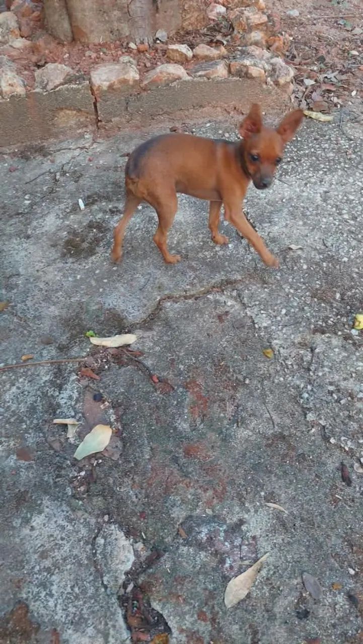 Pinscher 