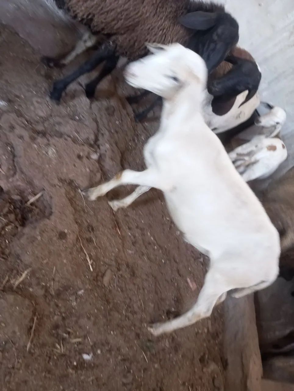 Animais  - Foto 2