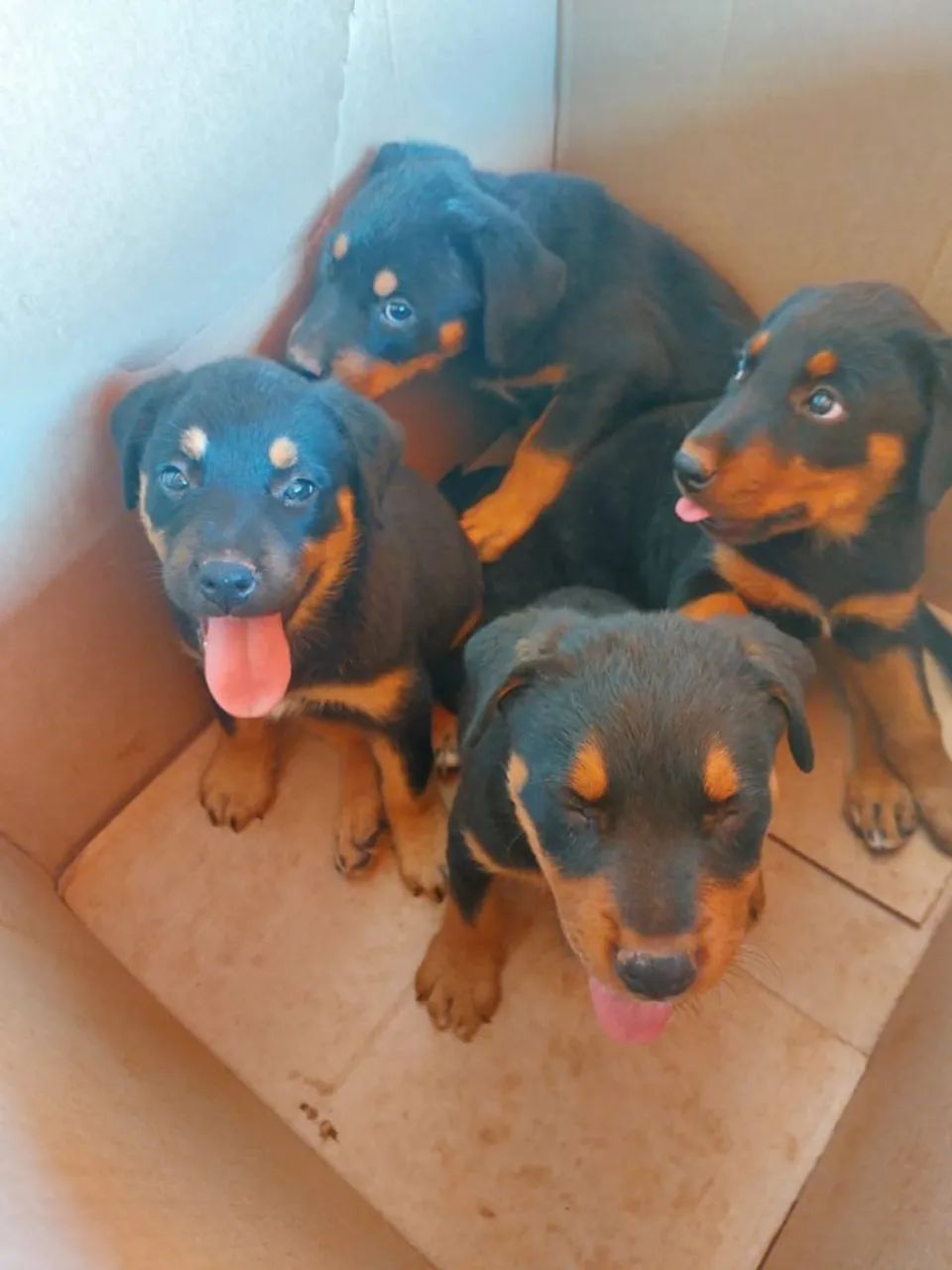 Filhotes de Rottweiler 