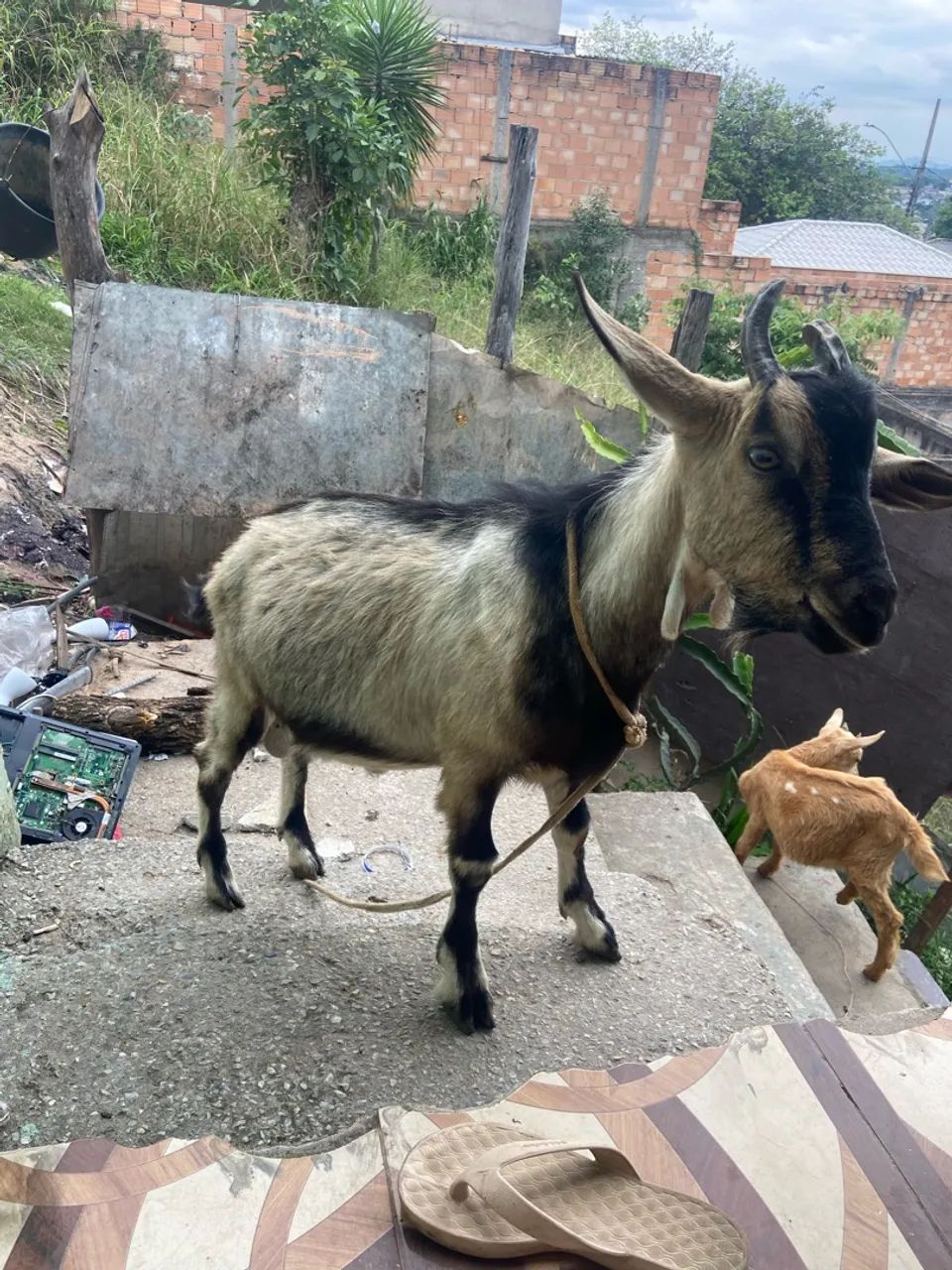 Cabrito macho  - Foto 4