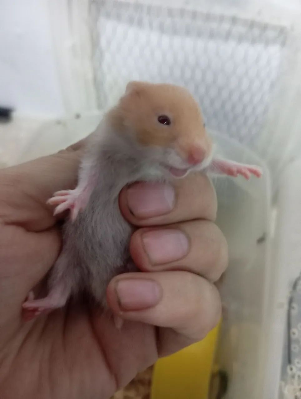 Hamster  - Foto 2