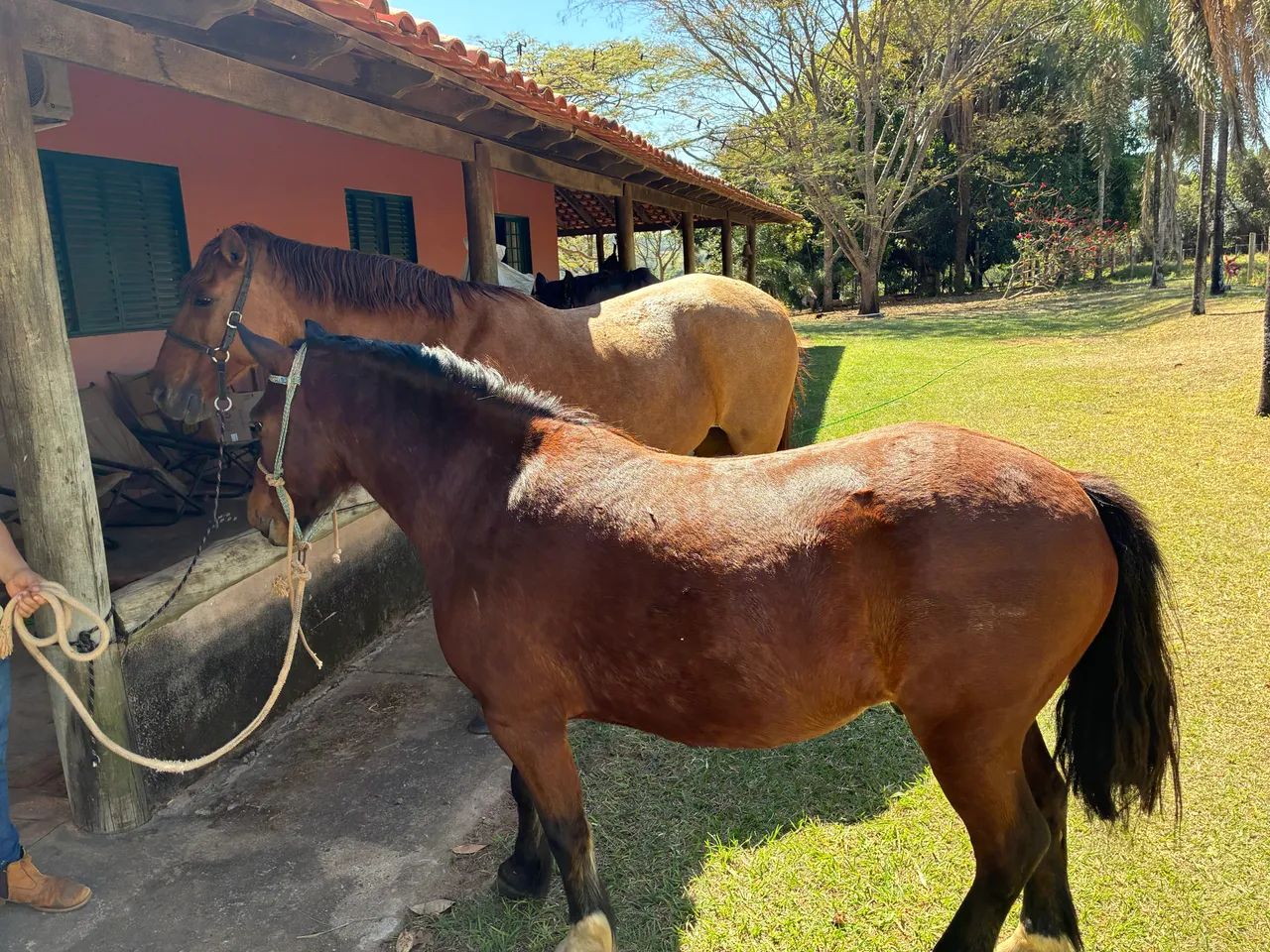 Pônei amansado  - Foto 3