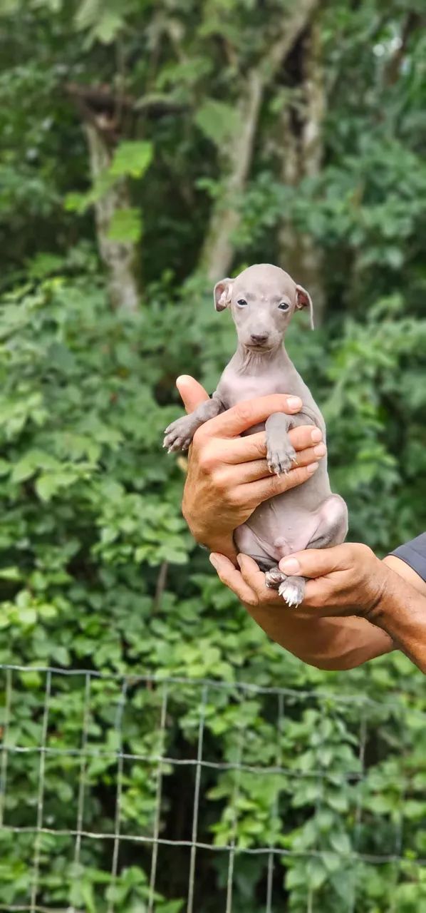 Galguinho bebê cinza - Foto 3