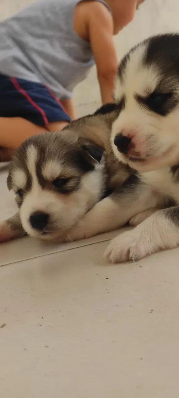 Filhotes Husky  - Foto 5