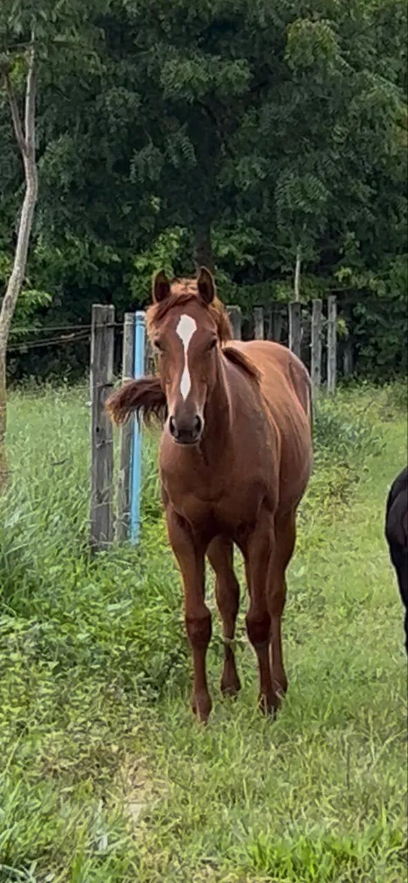 Potra quarto de milha PO  - Foto 4