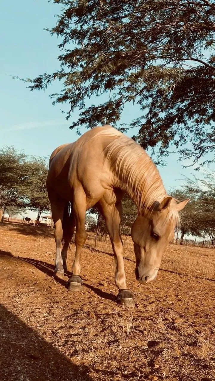 Estou doando este animais - Foto 4