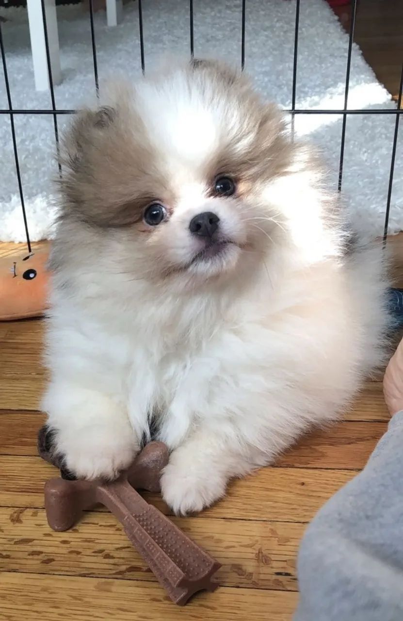 Lulu Com Uma Presença Que Desperta Curiosidade - Foto 2