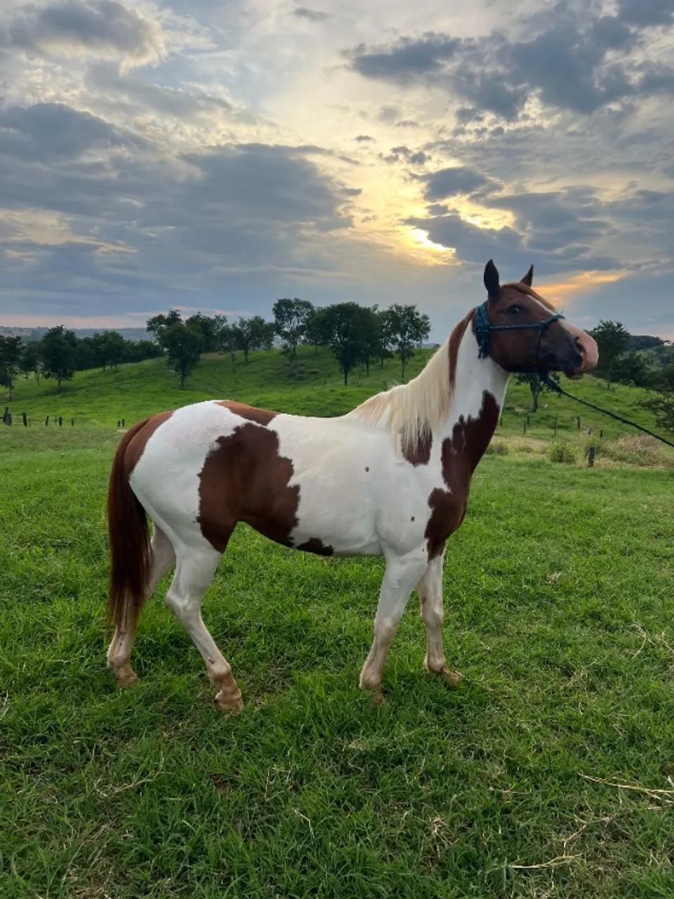 Cavalo  - Foto 2
