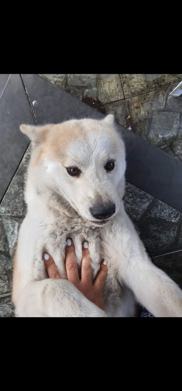 Cadela Akita - Foto 3