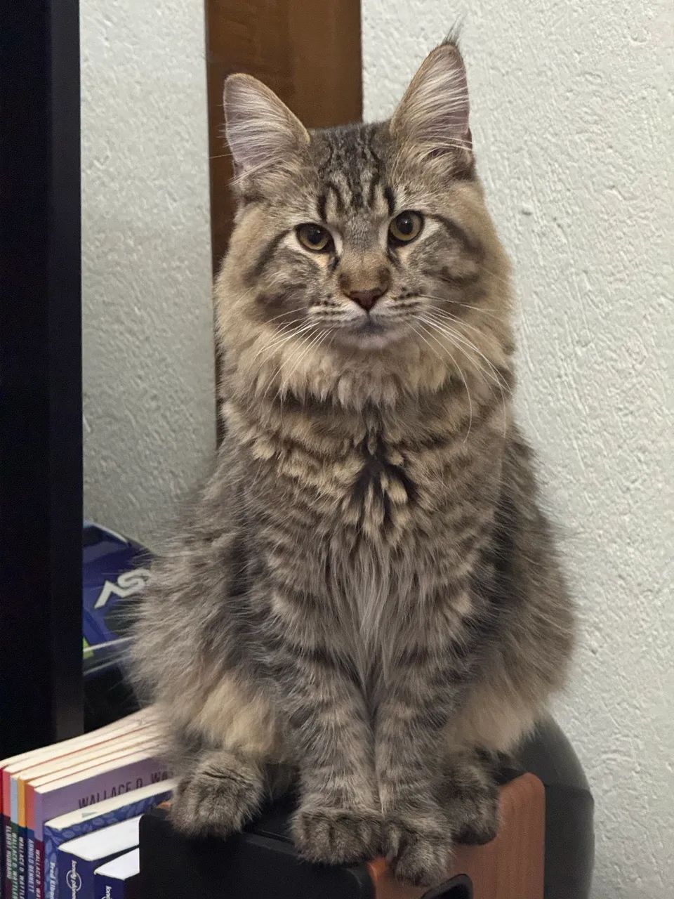 Maine coon - Foto 4