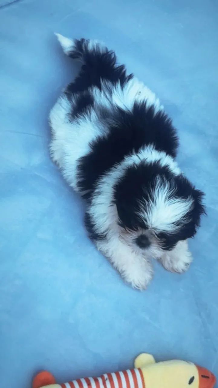 Shihtzu fêmea mini