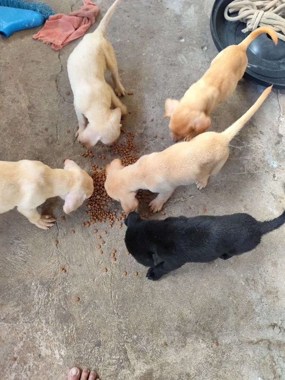 cachorro  - Foto 3