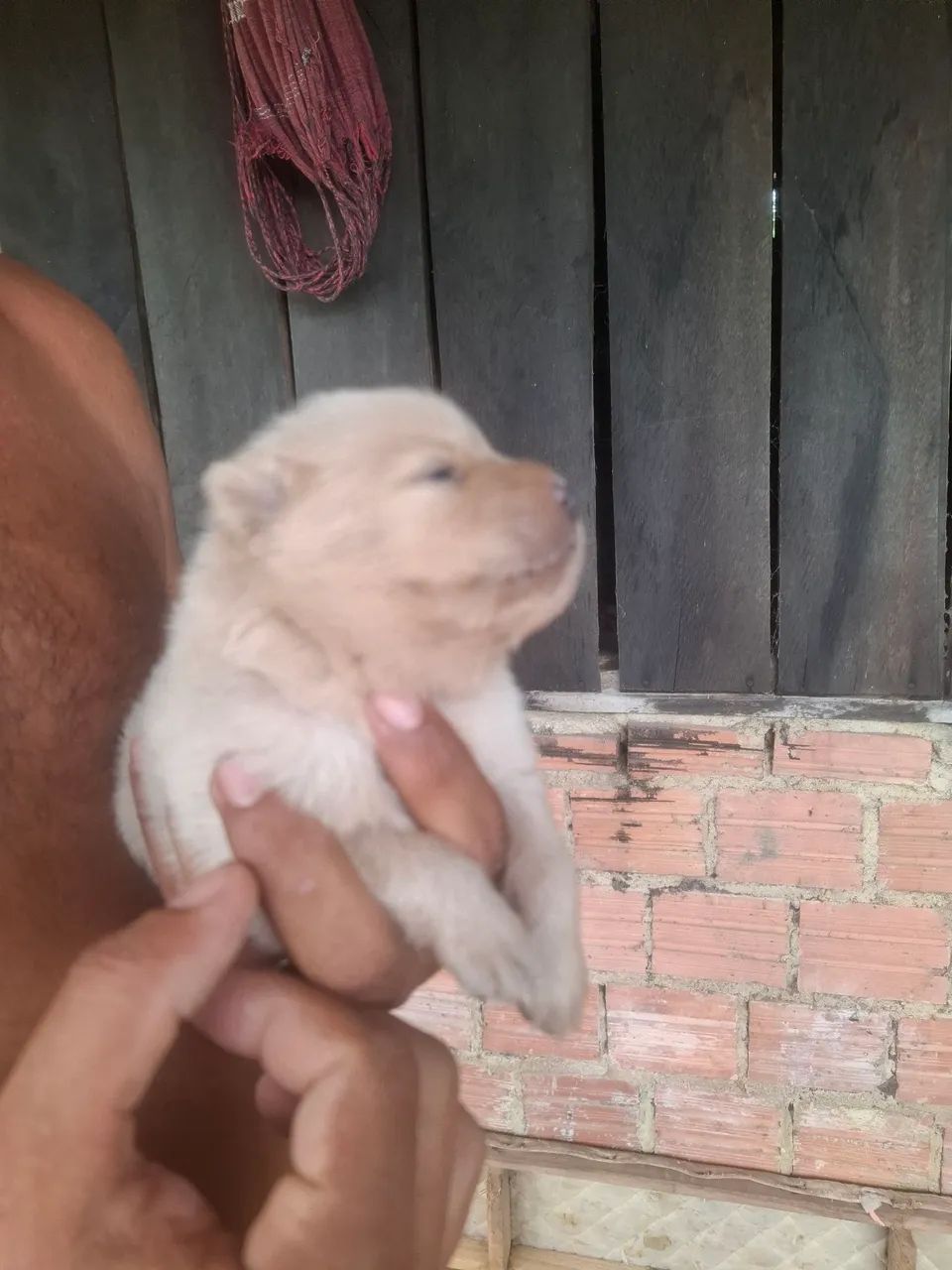 Cachorro  - Foto 4
