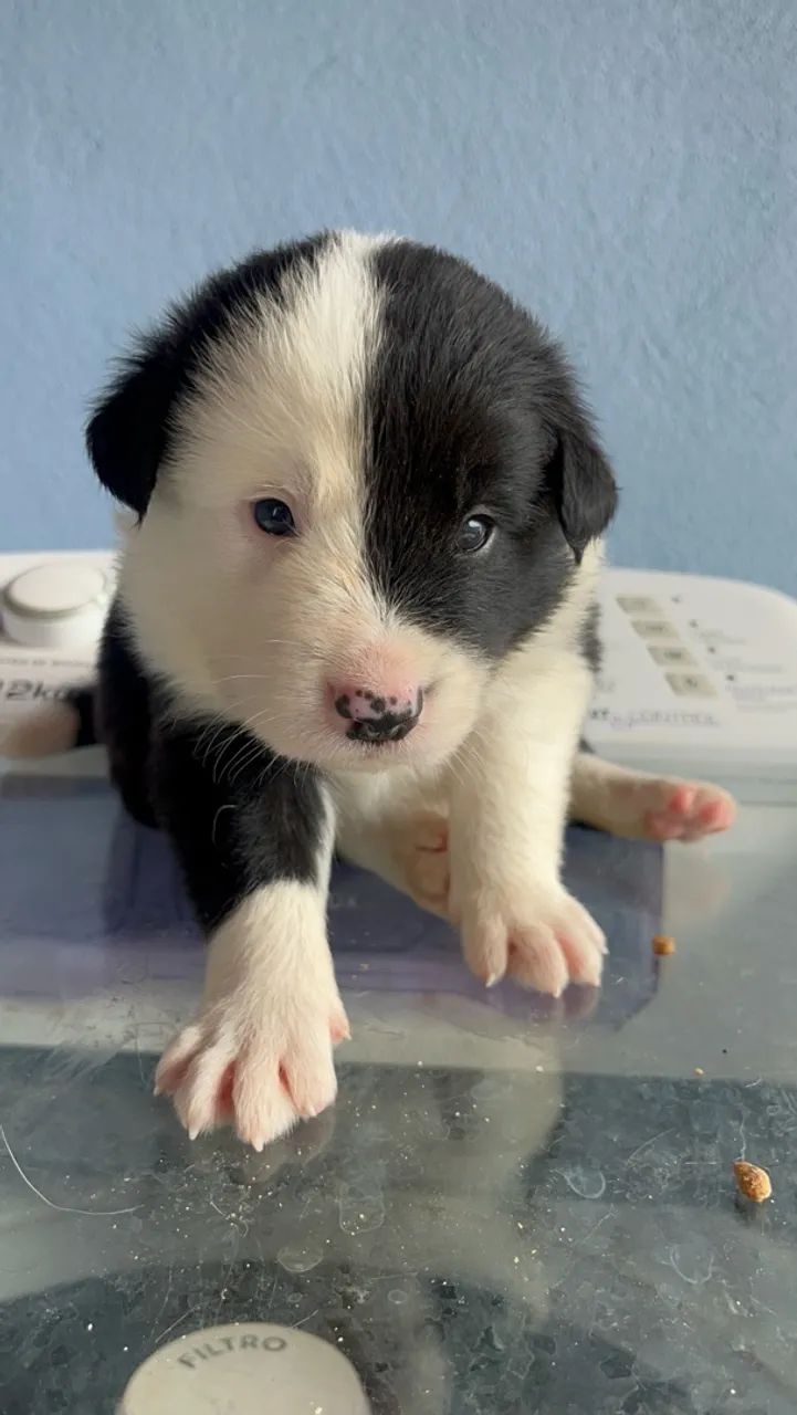 Border collies  - Foto 3