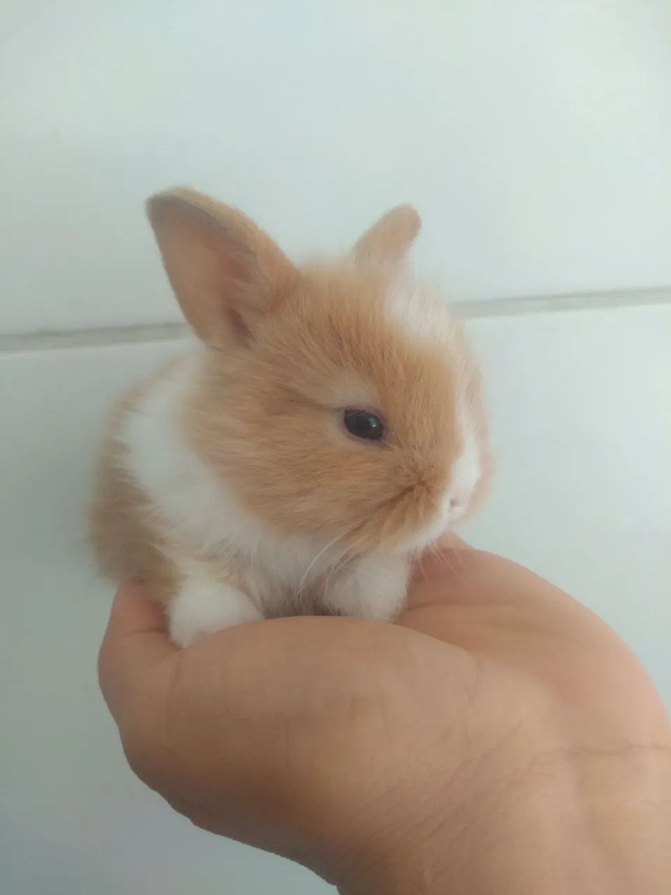 COELHO MINI LION - Foto 2