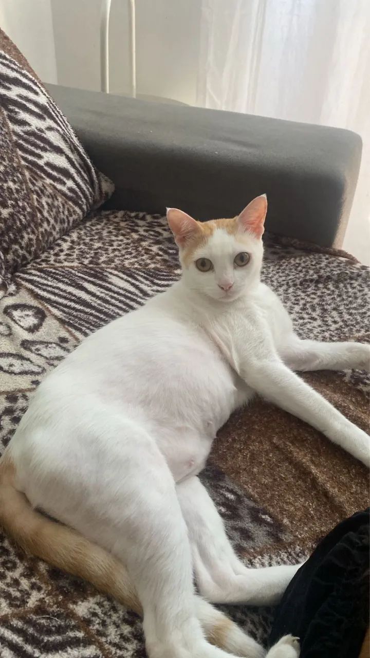 Doação de gata adulta  - Foto 2