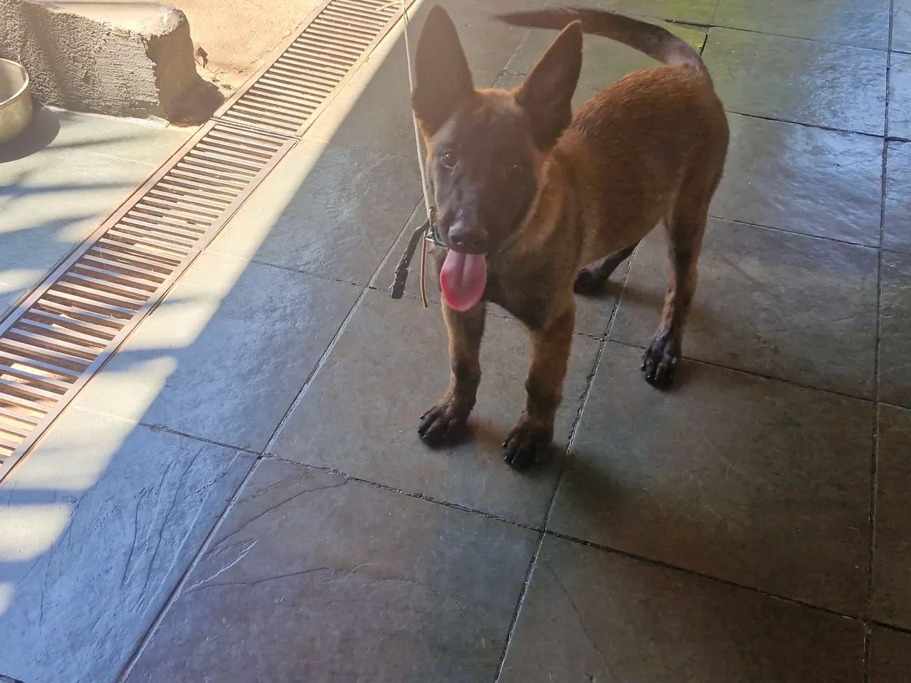 Pastor Malinois