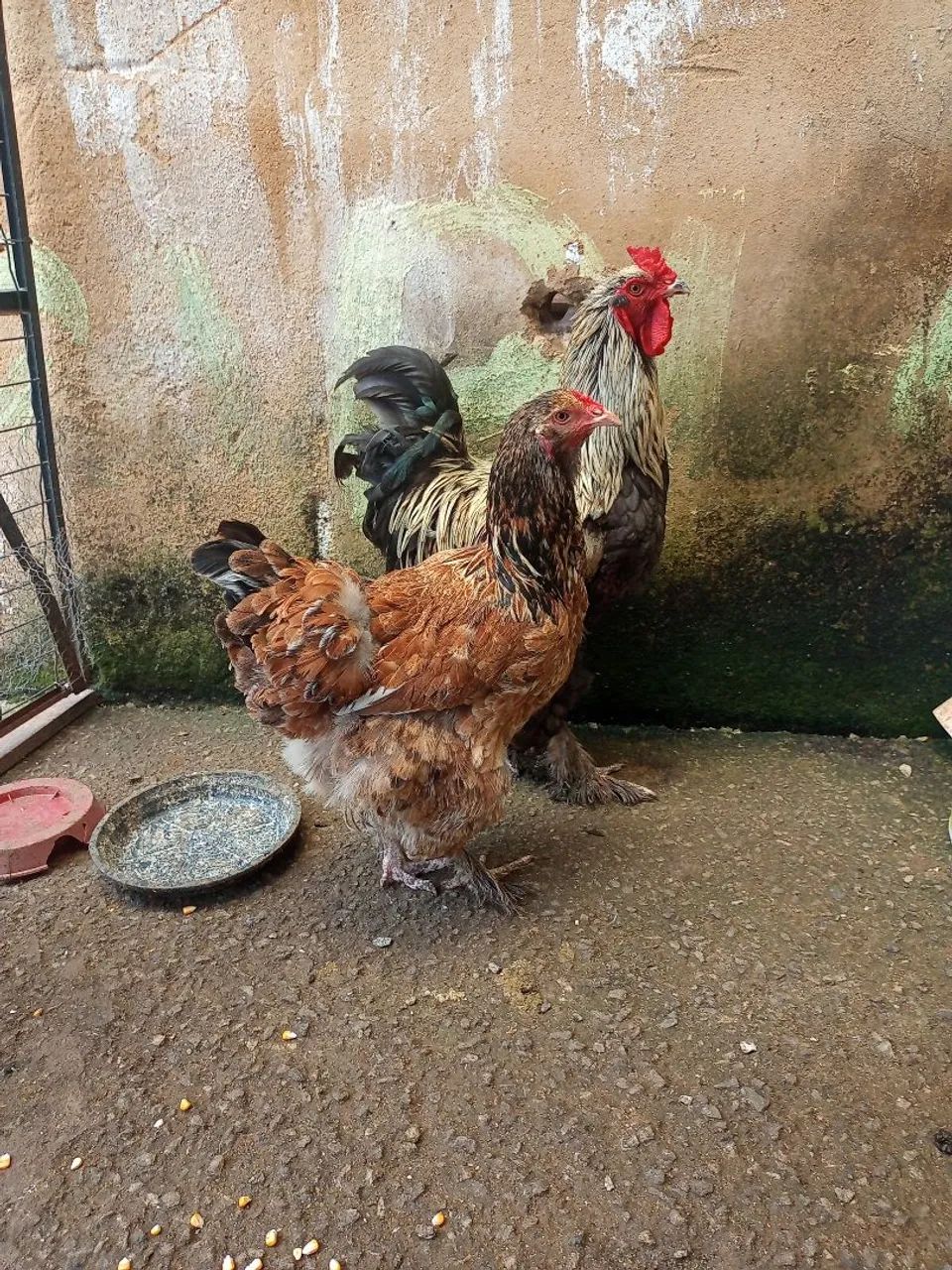 Galo e galinha Brama  - Foto 4