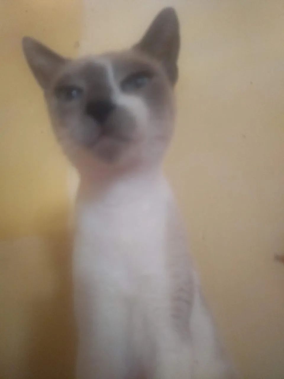 gato para adoção responsável - leia a descrição  - Foto 4