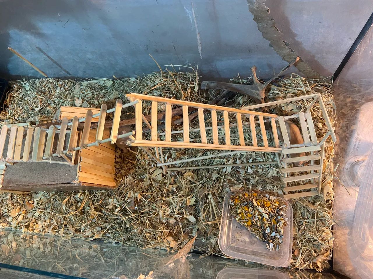 Hamsters com aquário  - Foto 3
