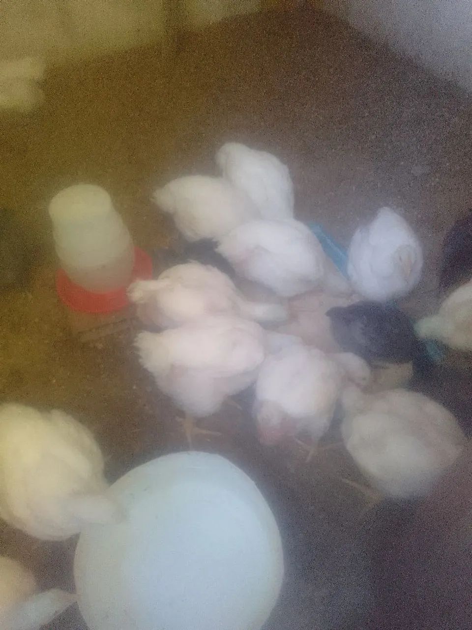 Pintinho de granja 