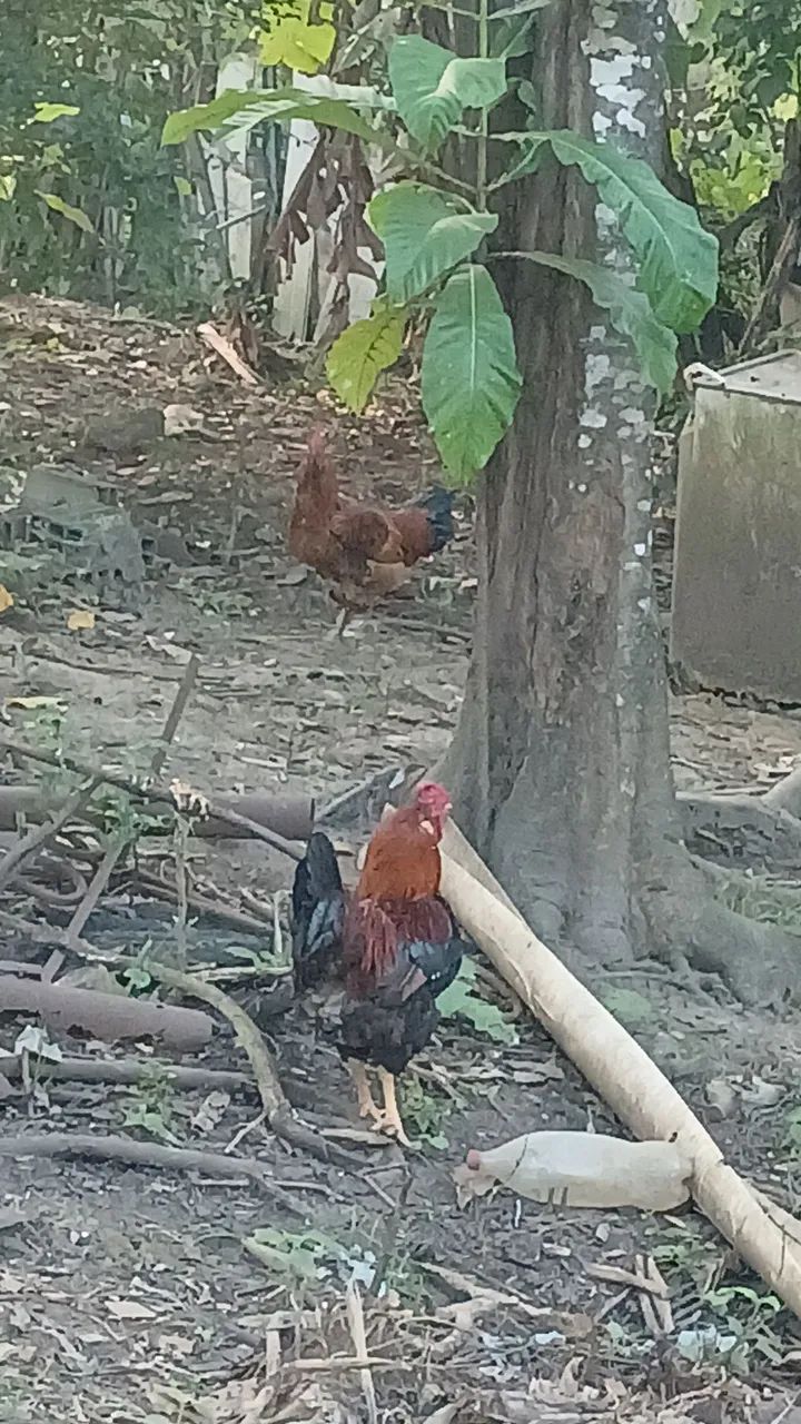 Vendo galos de capoeira legítimo. 