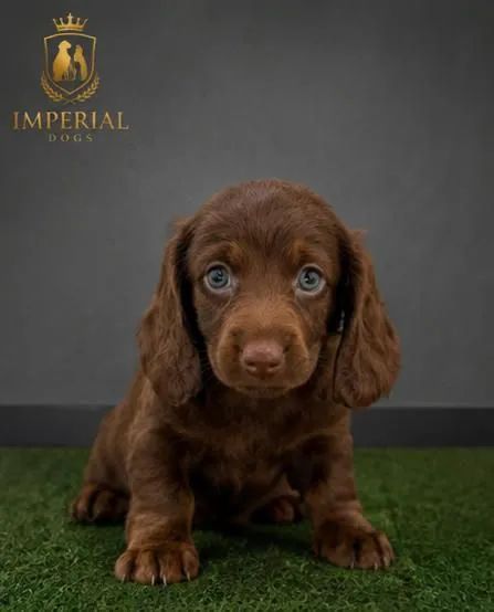 Dachshund  - Foto 2