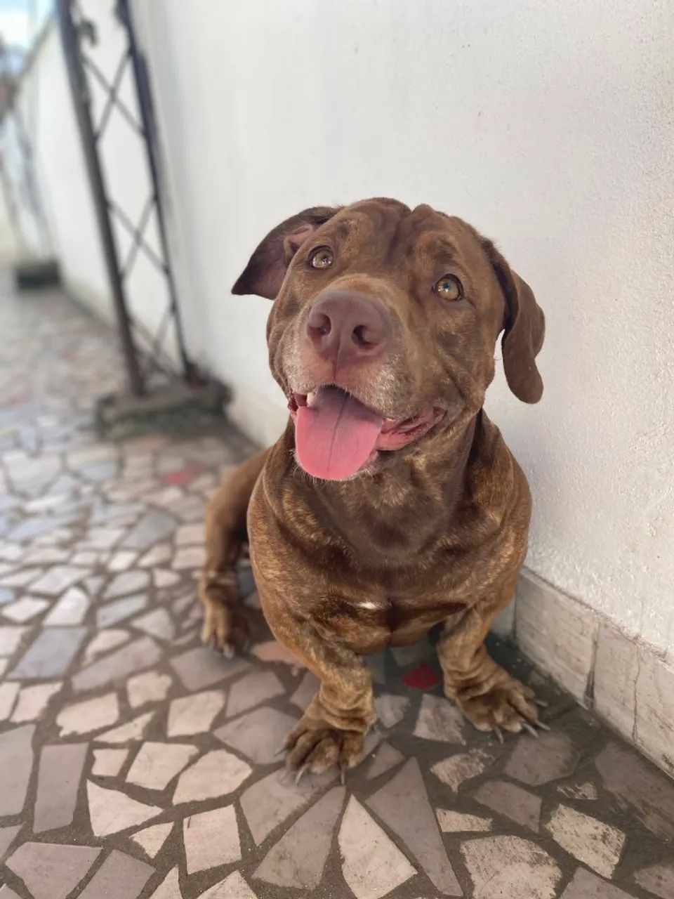 Doa-se pet Macho