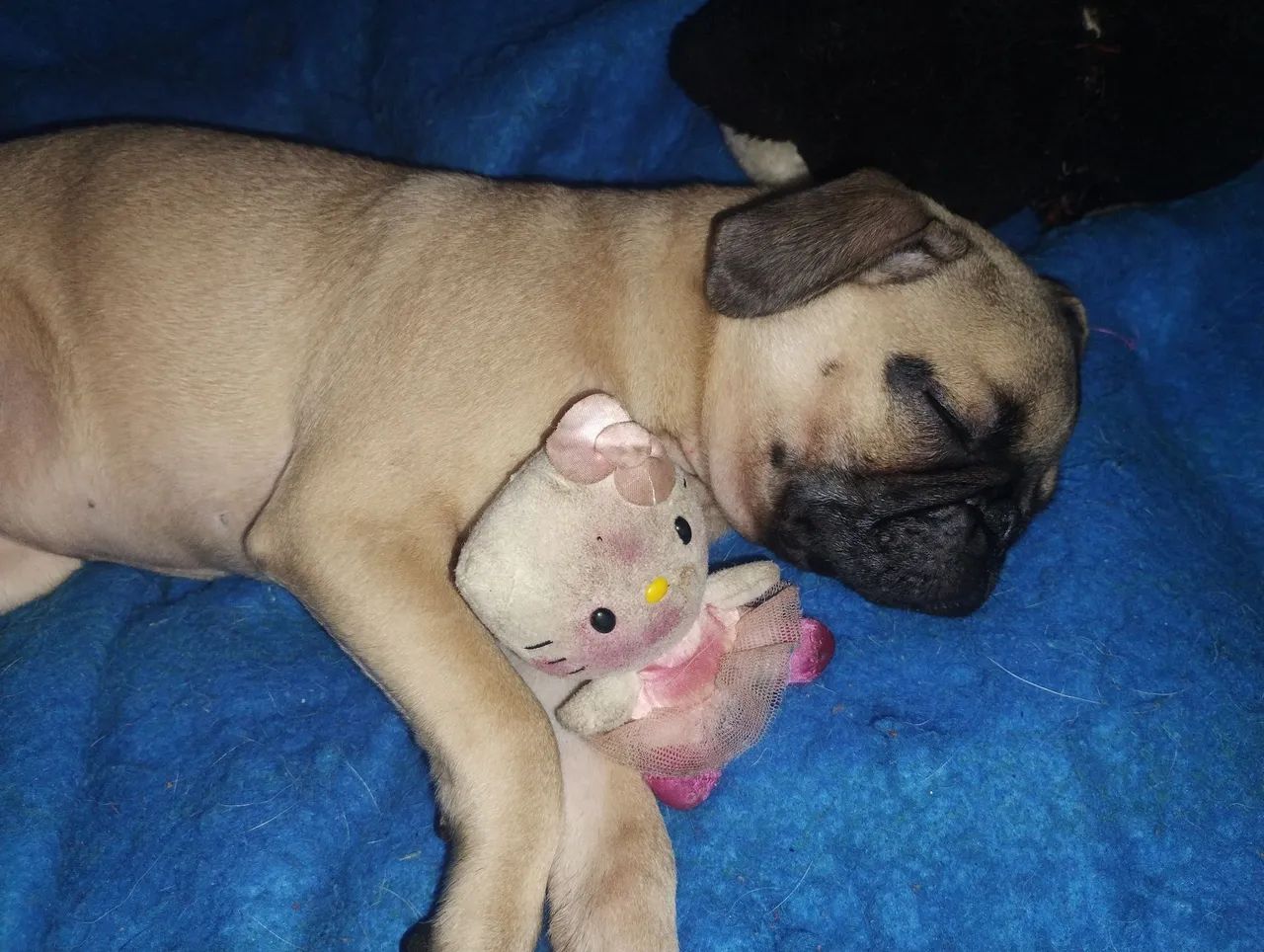 Filhote de pug macho - Foto 3