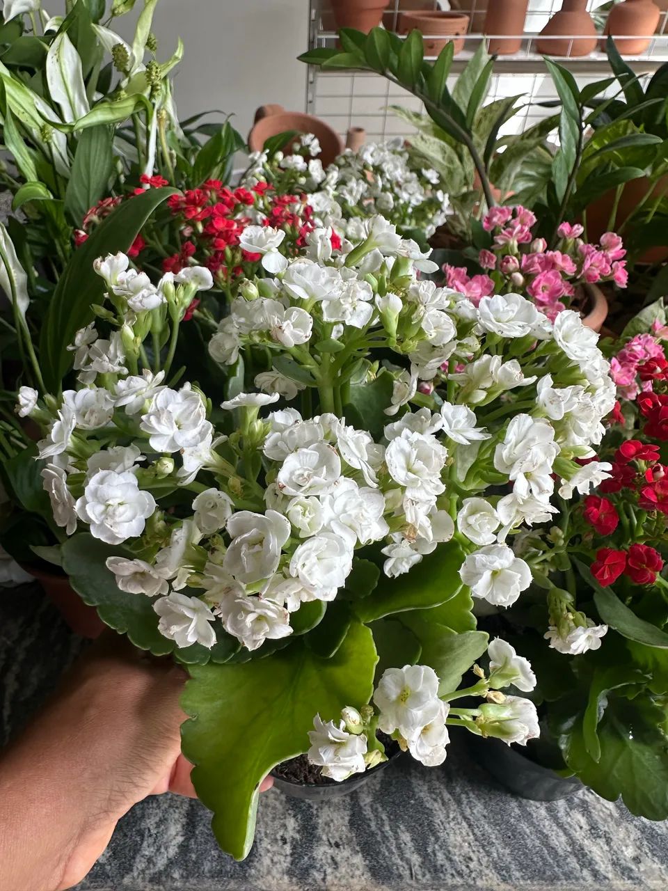 Flores para dia internacional da mulher