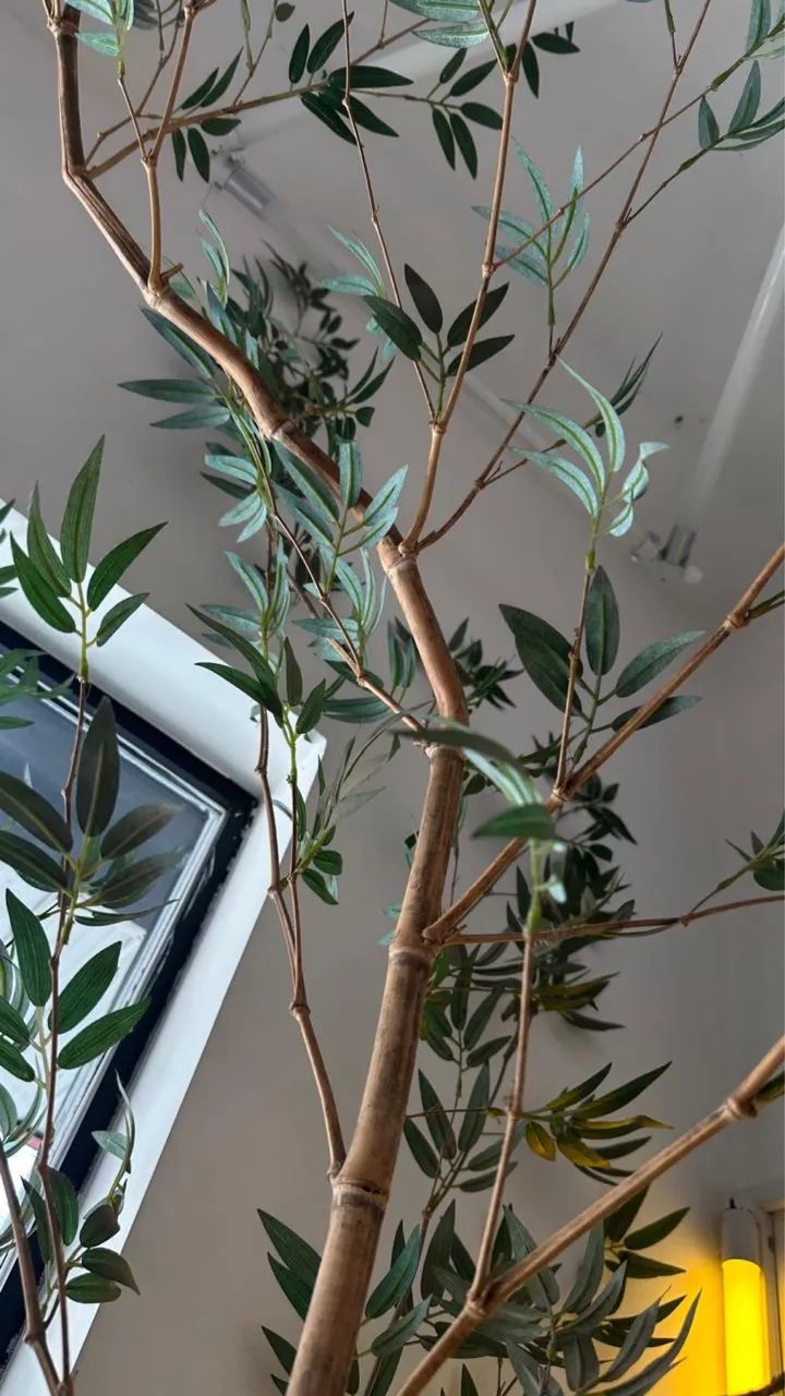 Bamboo Decorativo  - Foto 4