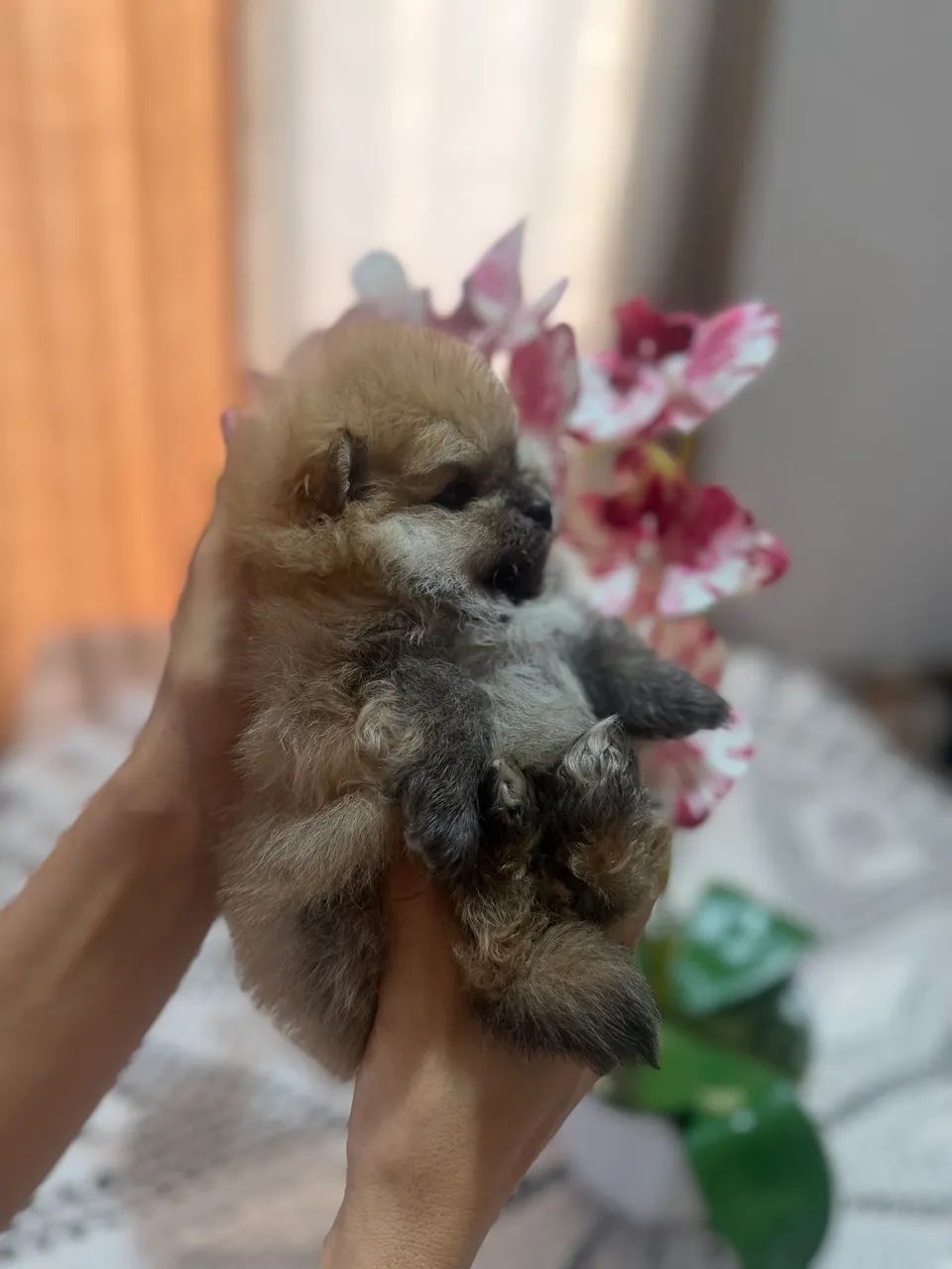 Spitz Alemão  - Foto 3