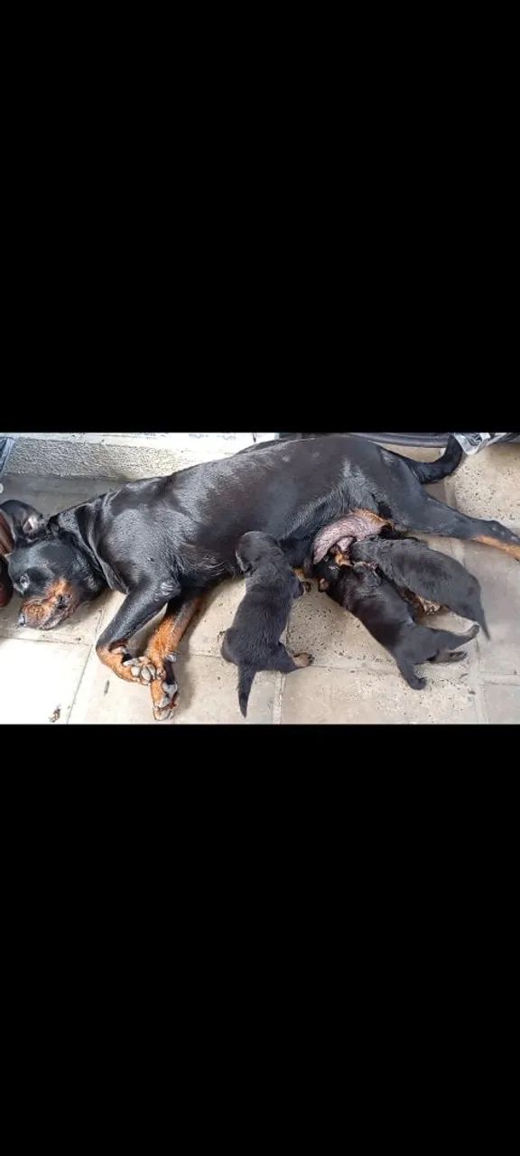 Filhotes de Rottweiler  - Foto 4