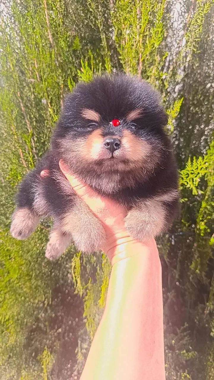 Spitz - Foto 3