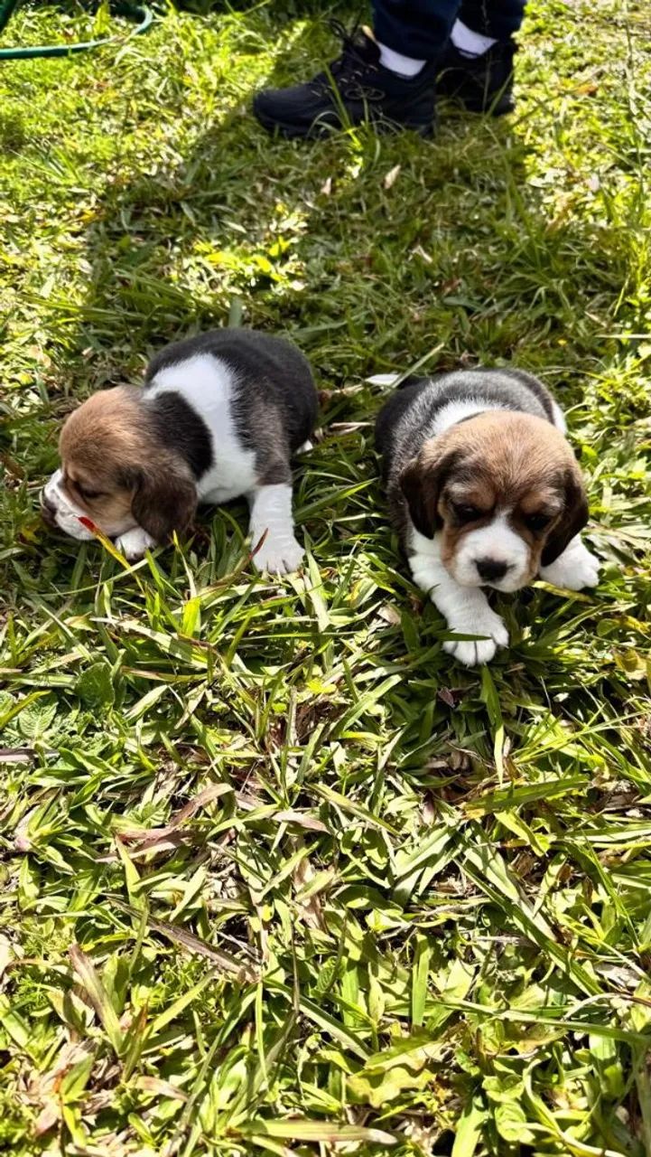 Filhote cachorro Beagle a venda  - Foto 2