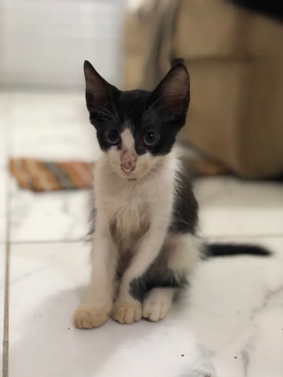 Filhotes de gato para adoção  - Foto 2