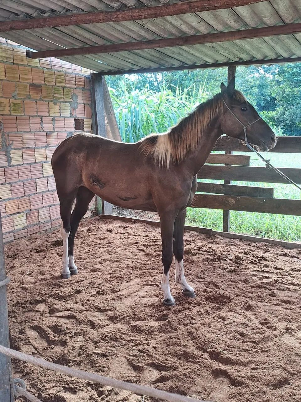 vendo égua  - Foto 2