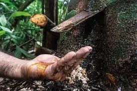  Copaiba -Copaifera langsdorffii- (Vendo mudas) - Foto 3