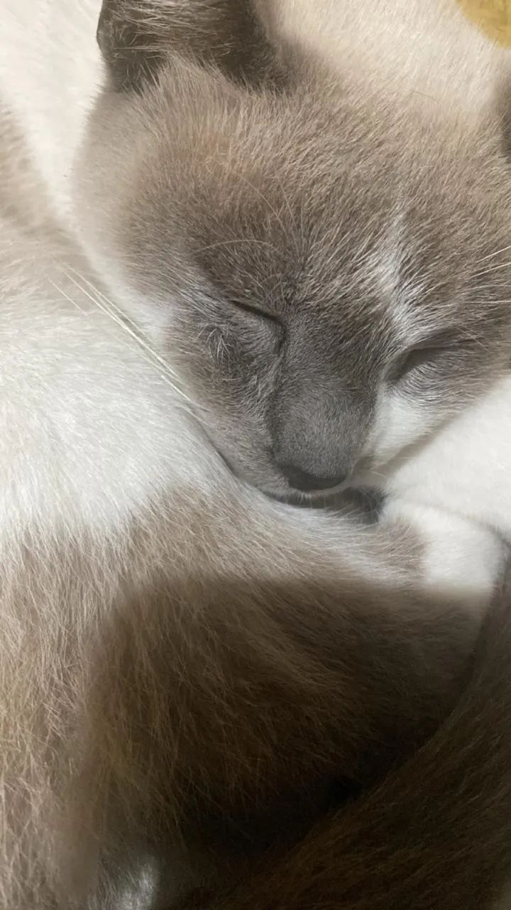 gato para adoção responsável - leia a descrição  - Foto 3