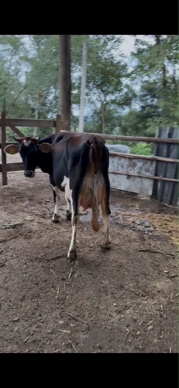 VACA E BEZERRA