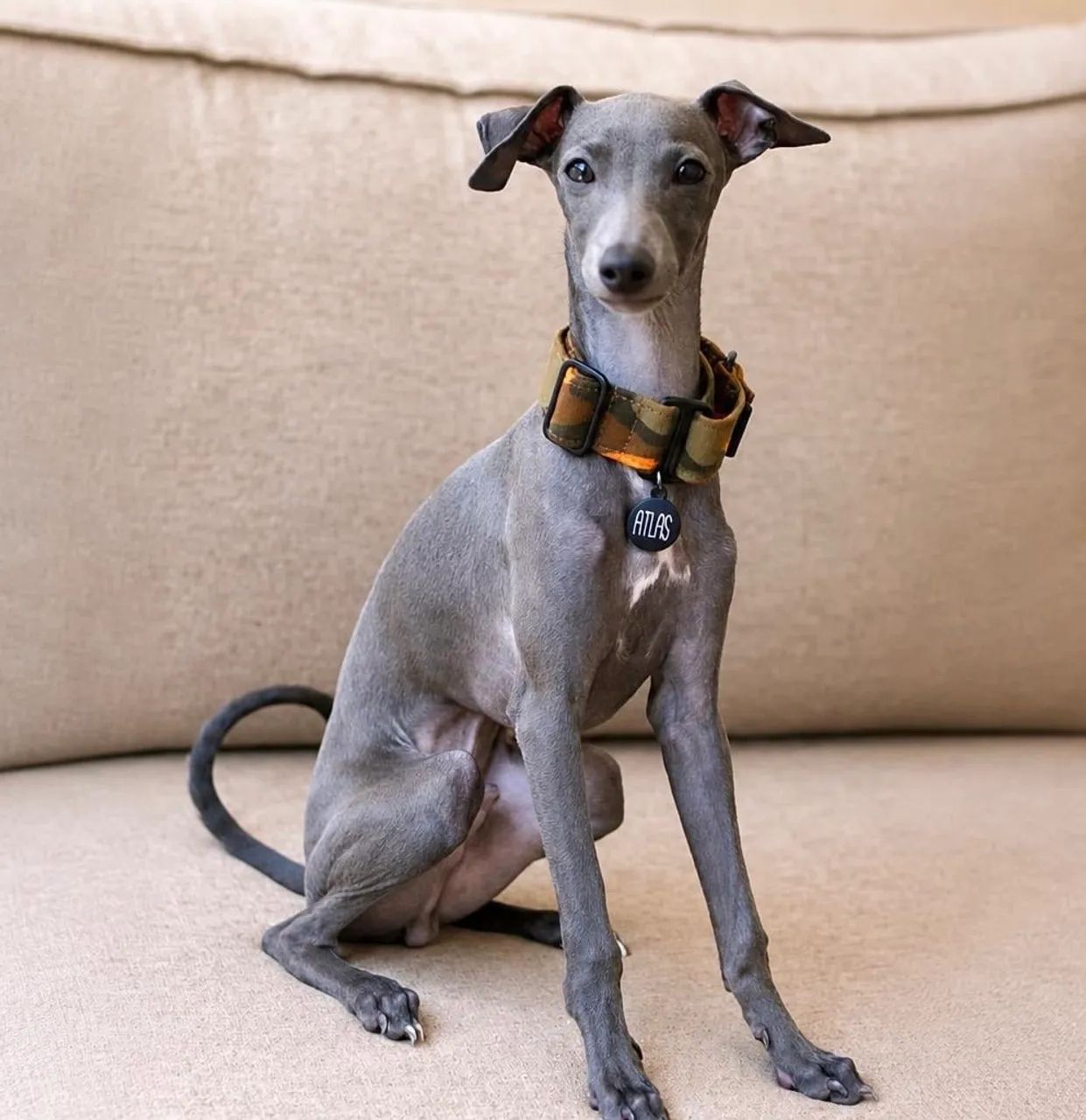 Galgo italiano  - Foto 4