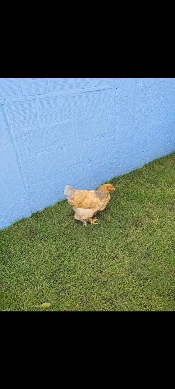 Galinha Brahma 