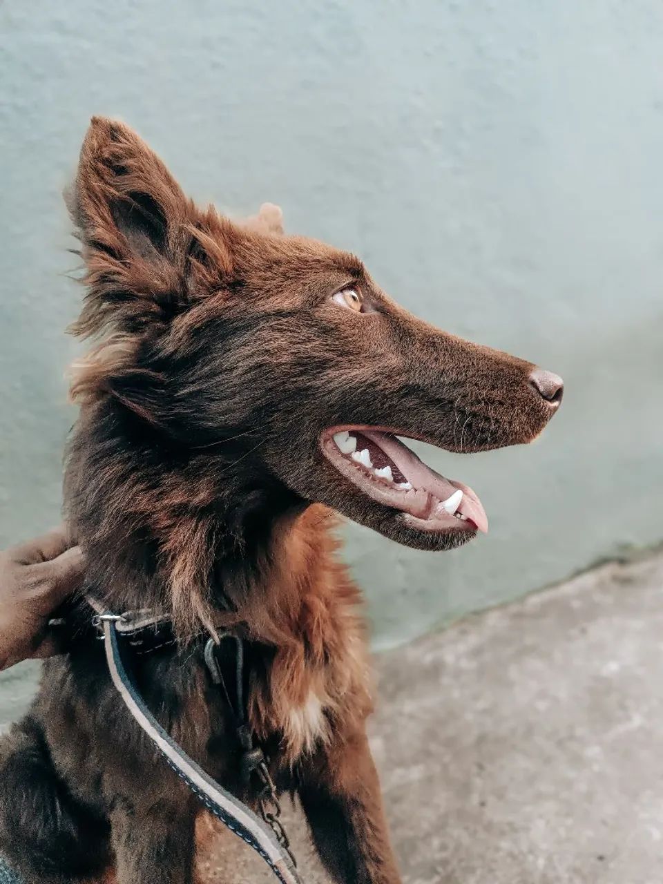 Border Collie 