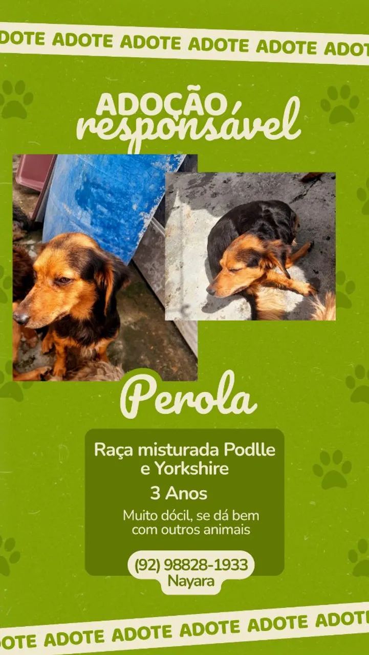 Doação de Cachorros  - Foto 2