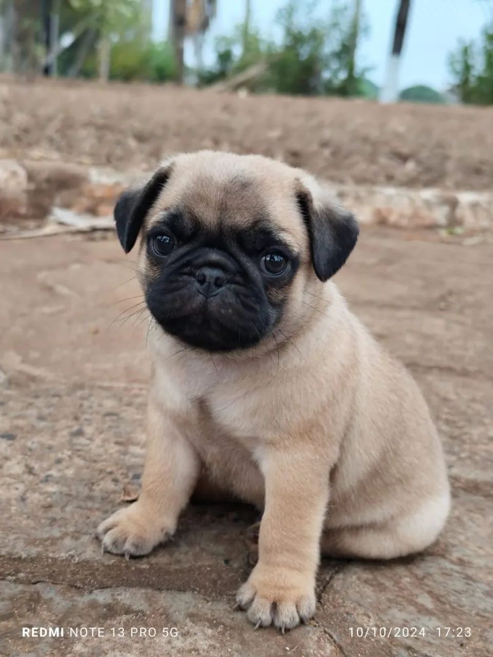 Pug disponível  - Foto 2