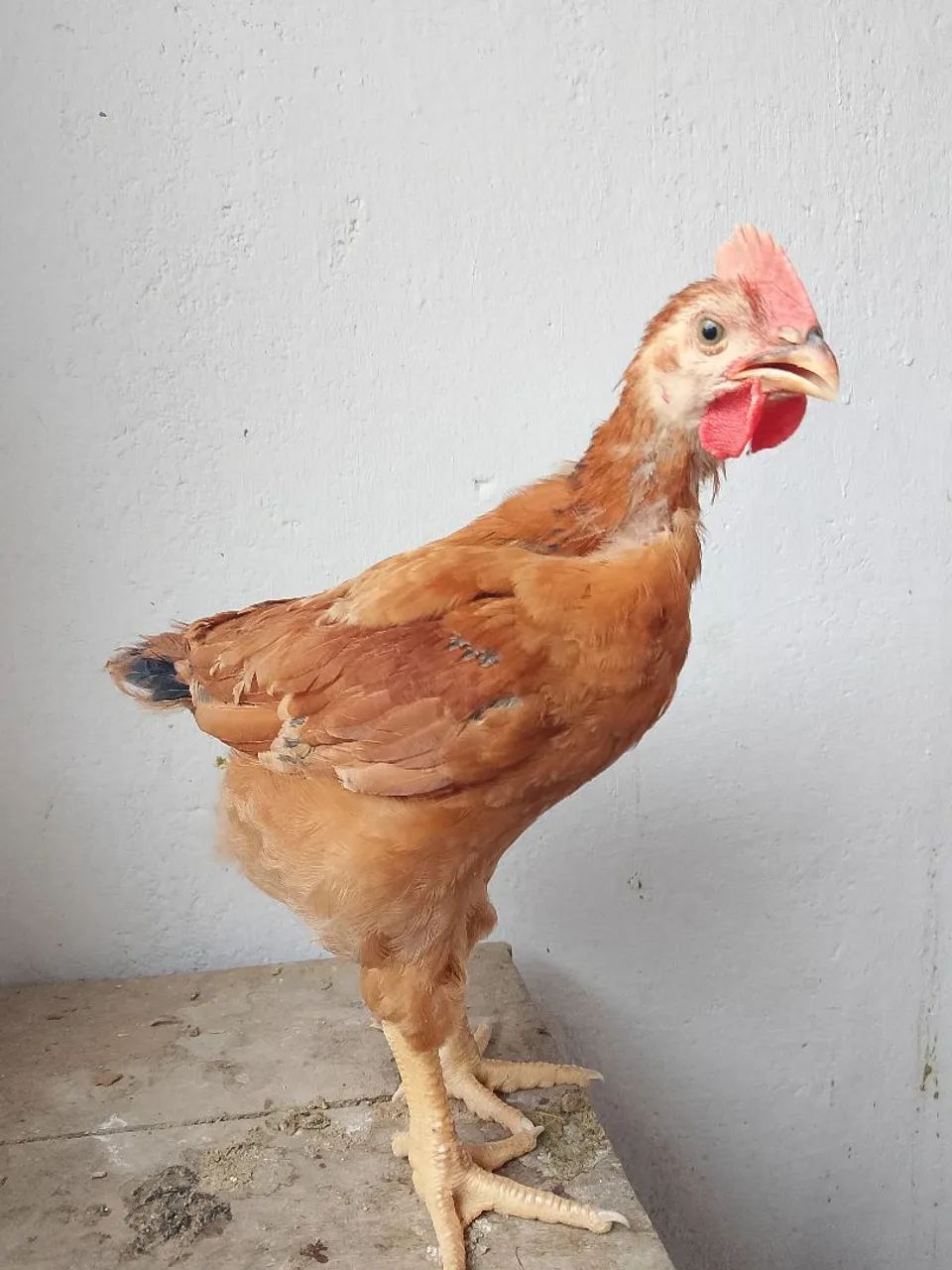 Vedo um lote com. 10 frangos e 10 capotes 