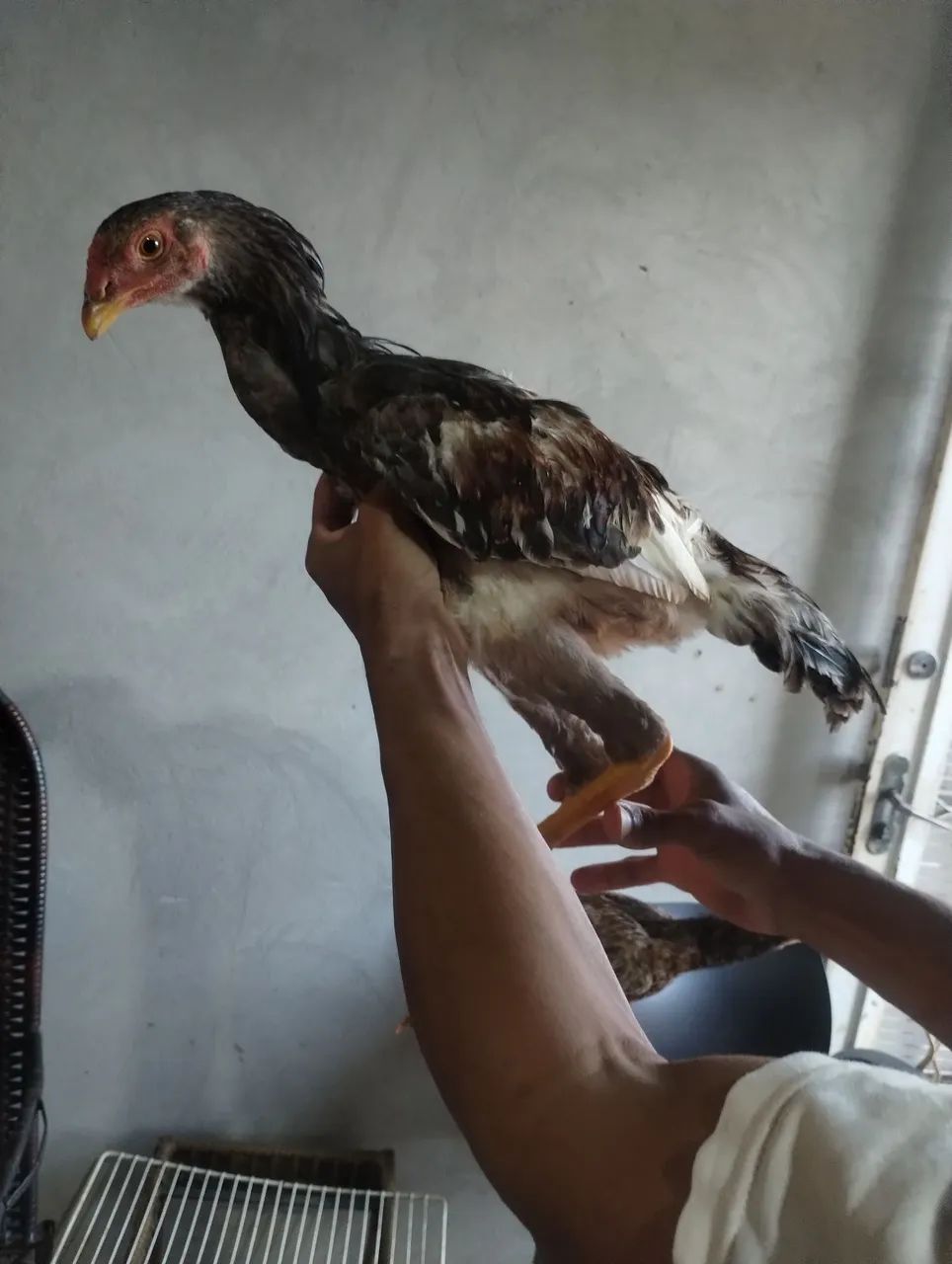 Frango índio  - Foto 4