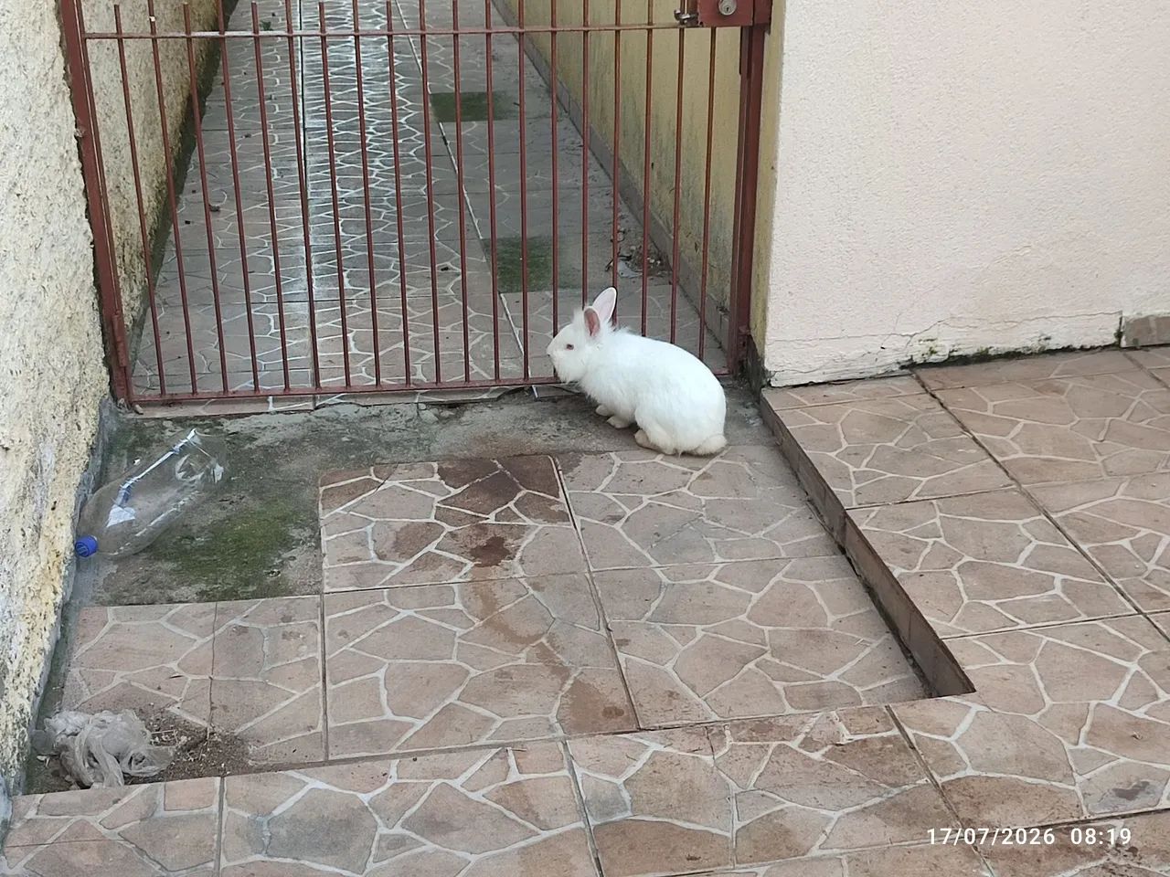 COELHO MACHO 5 MESES